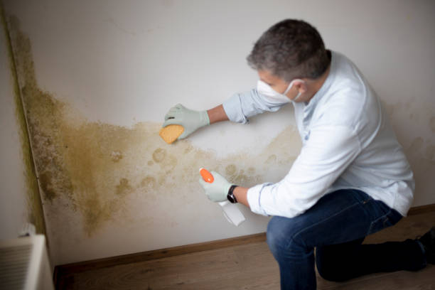 Best Environmental Consulting for Mold Prevention  in Kerhonkson, NY